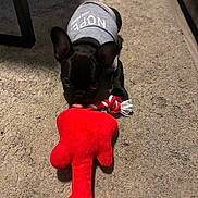 Jett is registered to the contest to win money with this photo: animal, black_dog, carpet, chewing, close_up, clothing, cute, dog, ears, floor, grey_shirt, indoor, lying_down, pet, pet_toy, playing, plush_toy, puppy, small_dog, toy