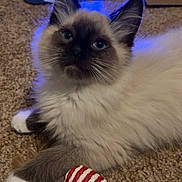 Cappuccino joined the competition — help win amazing prizes! cat, kitten, fluffy, siamese, toy, carpet, indoor, pet, animal, blue_light, paw, whiskers, cute, feline, fur, playful, domestic, relaxed, closeup, young