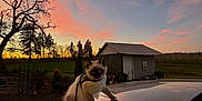 Cappuccino joined the competition — help win amazing prizes! cat, siamese_cat, pet, animal, car, hood, leash, harness, sunset, sky, clouds, tree, shed, rural, outdoor, nature, grass, silhouette, reflection, evening
