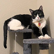 Mowmow is registered to the contest to win money with this photo: cat, black_and_white, feline, pet, indoor, cat_tree, collar, tag, curious, paw, stretching, fur, whiskers, ears, tail, gray, plush, toy, hanging, relaxed