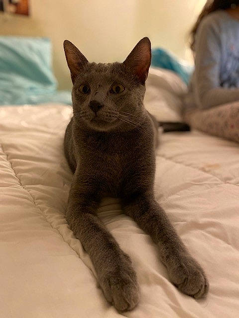 Azur a rejoint le concours — aidez-le/la à gagner de superbes lots ! carnivore, cat, claw, comfort, domestic_short_haired_cat, fawn, felidae, fur, grey, oriental_shorthair, russian_blue, small_to_medium_sized_cats, snout, tail, terrestrial_animal, whiskers, window