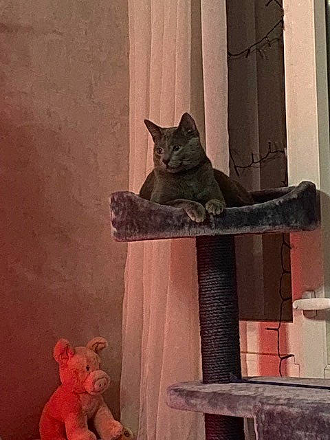 Azur participe au concours pour gagner de l'argent avec cette photo : carnivore, cat, cat_supply, domestic_short_haired_cat, felidae, grey, mammal, metal, red, room, shelf, small_to_medium_sized_cats, snout, tail, textile, tints_and_shades, vertebrate, whiskers, window, wood