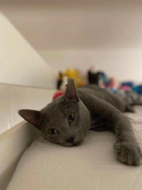 Azur a rejoint le concours — aidez-le/la à gagner de superbes lots ! black_cat, carmine, carnivore, cat, comfort, domestic_short_haired_cat, felidae, fur, grey, mammal, russian_blue, sculpture, small_to_medium_sized_cats, snout, tail, terrestrial_animal, toy, vertebrate, whiskers, window