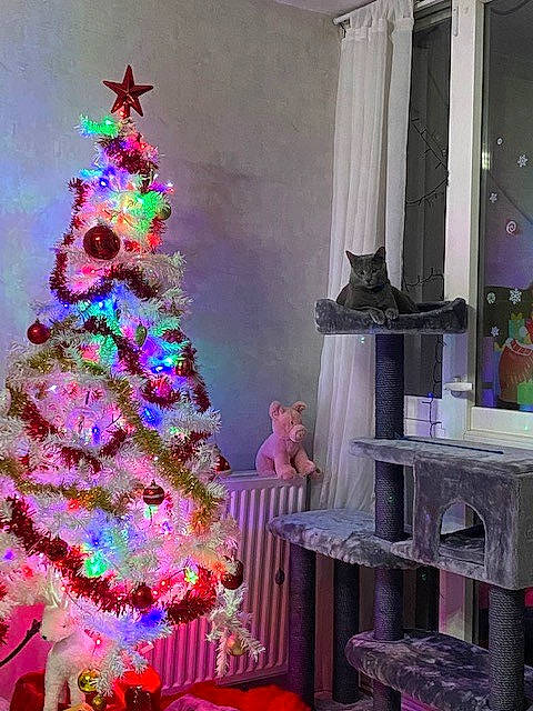 Azur a rejoint le concours — aidez-le/la à gagner de superbes lots ! christmas_decoration, christmas_ornament, christmas_tree, decoration, event, evergreen, green, holiday_ornament, interior_design, larch, living_room, magenta, ornament, pink, plant, purple, shelving, tree, violet, wood