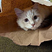 Honey is registered to the contest to win money with this photo: cat, white_cat, paper_bag, curious, fluffy, indoor, pet, animal, close_up, face, whiskers, ears, feline, cute, playful, domestic_cat, soft_fur, hiding, looking, brown_paper