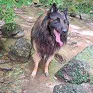 Oslo participe au concours pour gagner de l'argent avec cette photo : animal, canine, creek, dog, forest, fur, greenery, happy, landscape, moss, nature, outdoor, pet, playful, rocks, stream, summer, tongue_out, water, wet_dog
