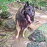 animal, canine, creek, dog, forest, fur, greenery, happy, landscape, moss, nature, outdoor, pet, playful, rocks, stream, summer, tongue_out, water, wet_dog