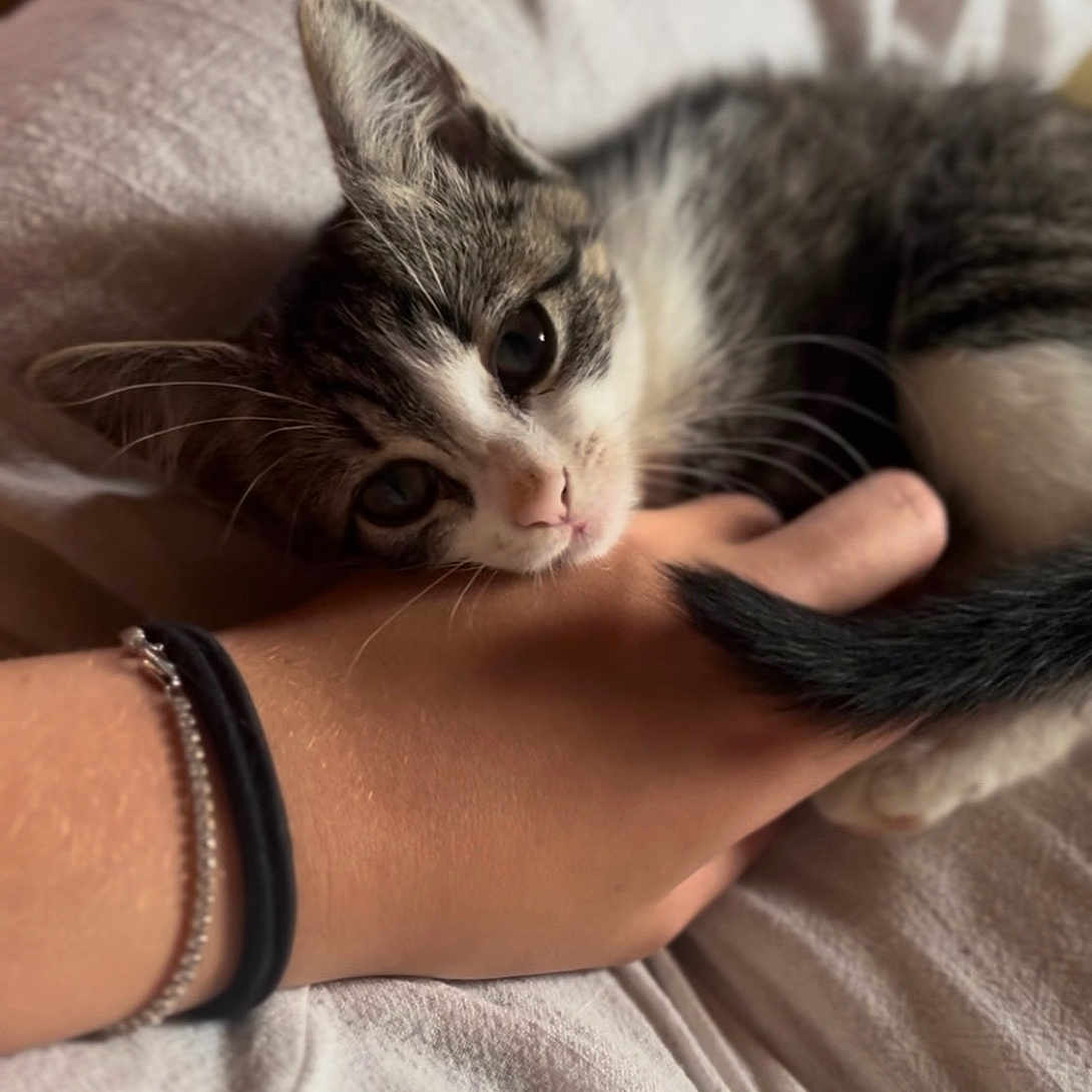 Naya a rejoint le concours — aidez-le/la à gagner de superbes lots ! animal, blanket, cat, cozy, cute, domestic, fur, hand, indoor, kitten, person, pet, resting, skin, sleepy, soft, tabby, tail, whiskers, white