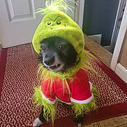 Bru is registered to the contest to win money with this photo: dog, costume, grinch, holiday, indoor, carpet, red, green, pet, fur, small_dog, cute, animal, floor, door, wall, decor, furry, christmas, funny