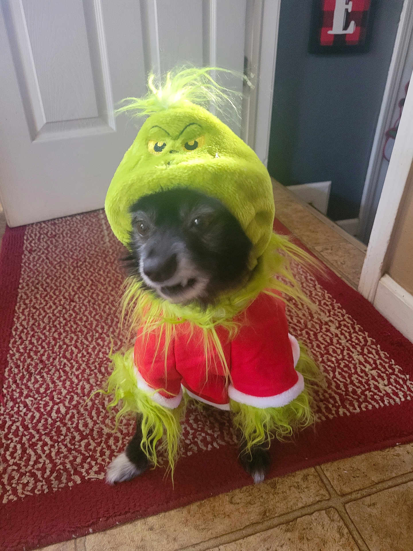Bru is registered to the contest to win money with this photo: dog, costume, grinch, holiday, indoor, carpet, red, green, pet, fur, small_dog, cute, animal, floor, door, wall, decor, furry, christmas, funny