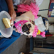 Riley joined the competition — help win amazing prizes! canidae, carnivore, comfort_food, companion_dog, dessert, dog, dog_breed, dog_clothes, dog_supply, eyewear, fawn, food, ingredient, magenta, pink, recipe, sporting_group, sunglasses, tableware, toy_dog
