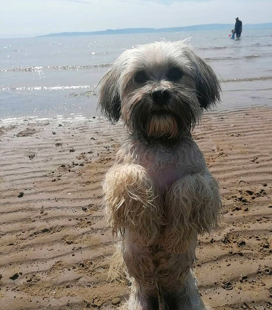 Lance joined the competition — help win amazing prizes! beach, canidae, carnivore, cloud, companion_dog, dog, dog_breed, fur, horizon, liver, ocean, shih_tzu, sky, small_terrier, soil, sporting_group, terrier, toy_dog, water, working_animal