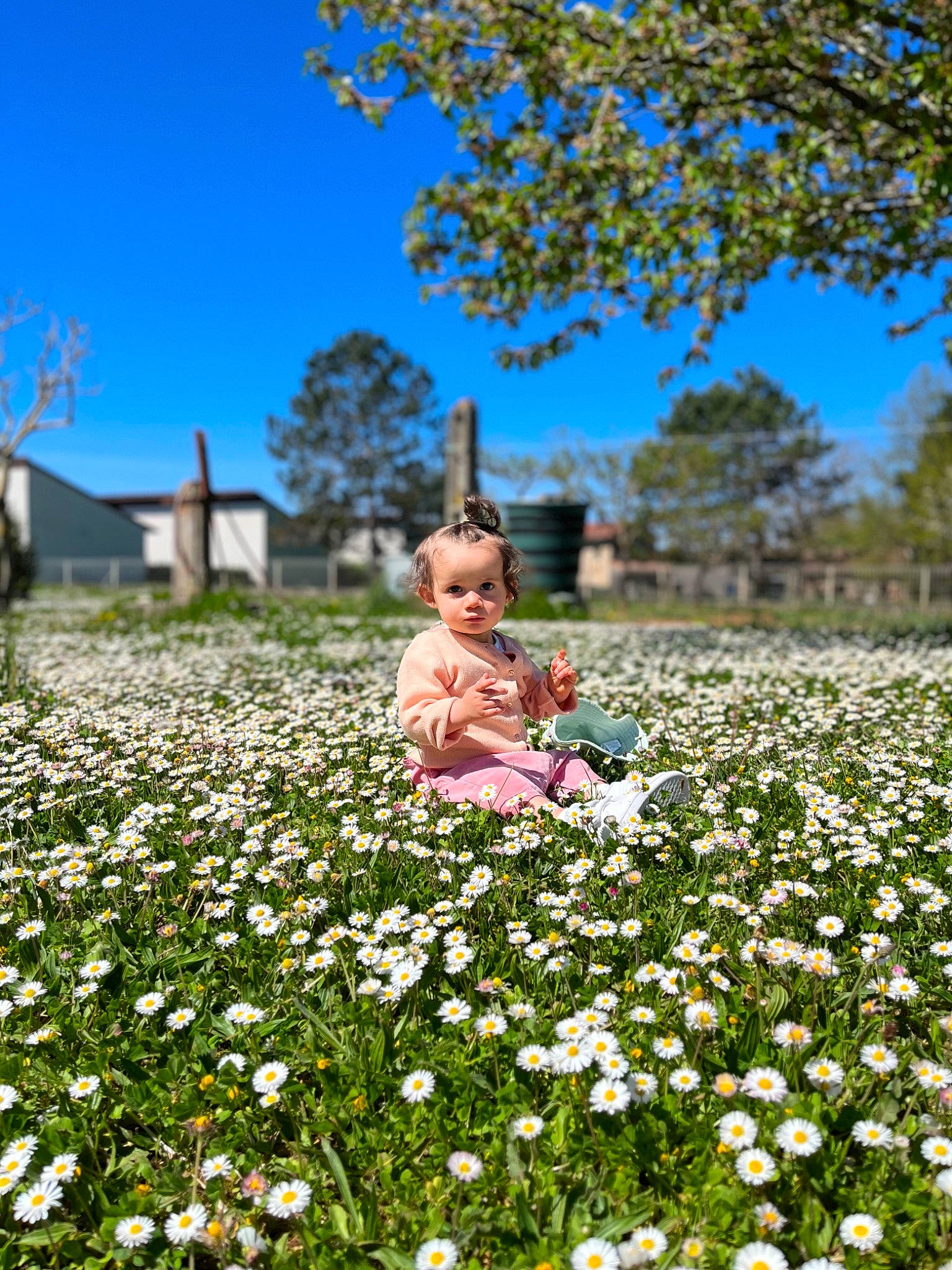 Ambre participe au concours pour gagner de l'argent avec cette photo : baby, botany, camomile, flower, flowering_plant, grass, groundcover, happy, leaf, meadow, natural_landscape, nature, people_in_nature, person, petal, plant, shrub, sky, summer, toddler