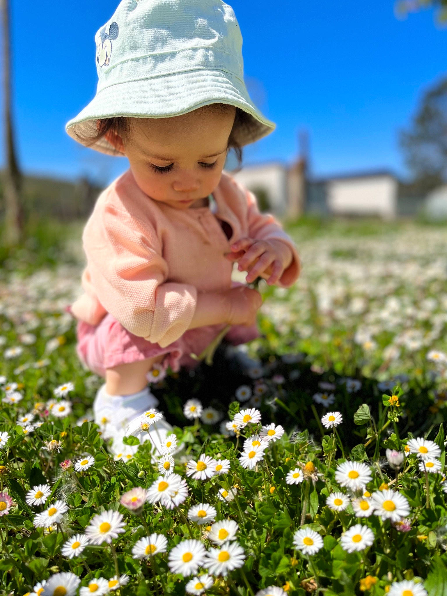 Ambre participe au concours pour gagner de l'argent avec cette photo : botany, camomile, cap, chamaemelum_nobile, flower, grass, green, happy, hat, headwear, leaf, natural_environment, nature, people_in_nature, person, petal, photograph, plant, sky, sun_hat