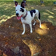 Molly joined the competition — help win amazing prizes! dog, black_and_white, tree_stump, park, grass, autumn_leaves, sunlight, tree, outdoor, pet, canine, collar, tongue_out, ears_up, shadow, bench, fence, sky, clouds, nature