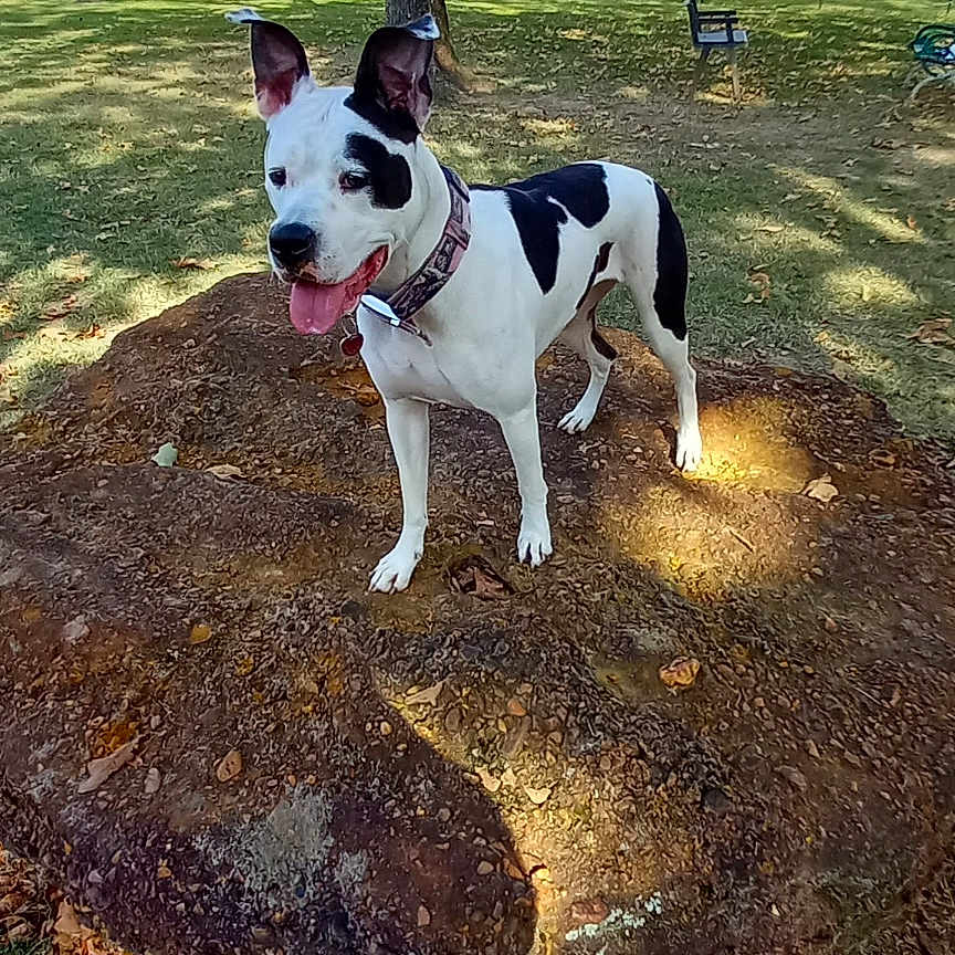 Molly joined the competition — help win amazing prizes! autumn_leaves, bench, black_and_white, canine, clouds, collar, dog, ears_up, fence, grass, nature, outdoor, park, pet, shadow, sky, sunlight, tongue_out, tree, tree_stump