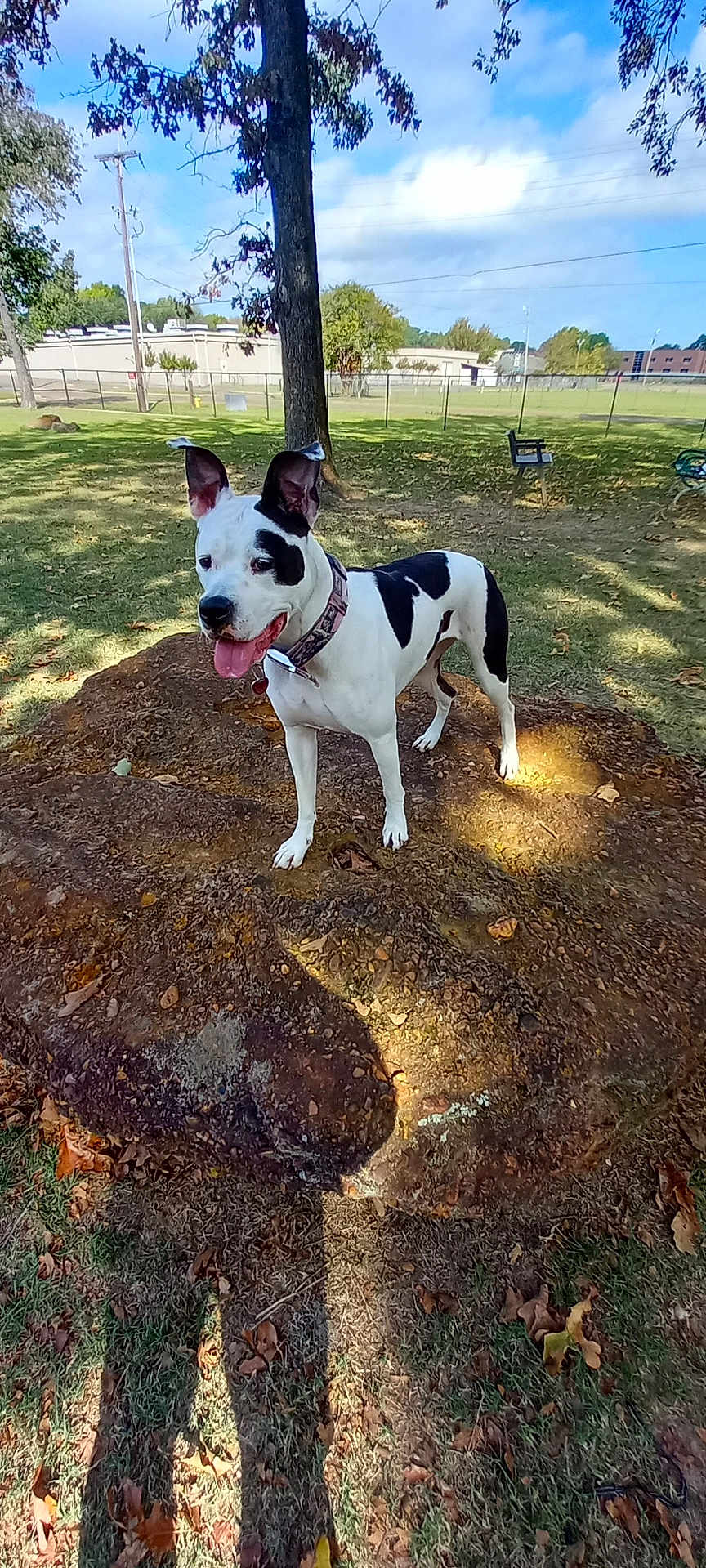 Molly joined the competition — help win amazing prizes! dog, black_and_white, tree_stump, park, grass, autumn_leaves, sunlight, tree, outdoor, pet, canine, collar, tongue_out, ears_up, shadow, bench, fence, sky, clouds, nature