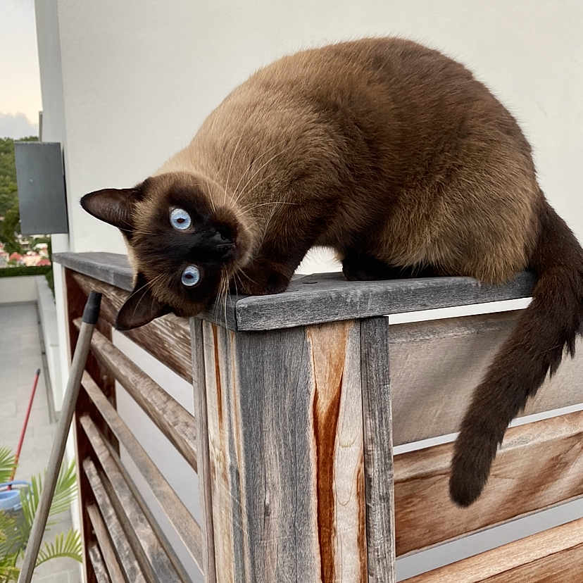 Bouloutte a rejoint le concours — aidez-le/la à gagner de superbes lots ! animal, balcony, blue_eyes, cat, close_up, curious, daylight, domestic_cat, feline, fur, head_tilt, nature, outdoor, pet, railing, siamese_cat, tail, texture, whiskers, wood