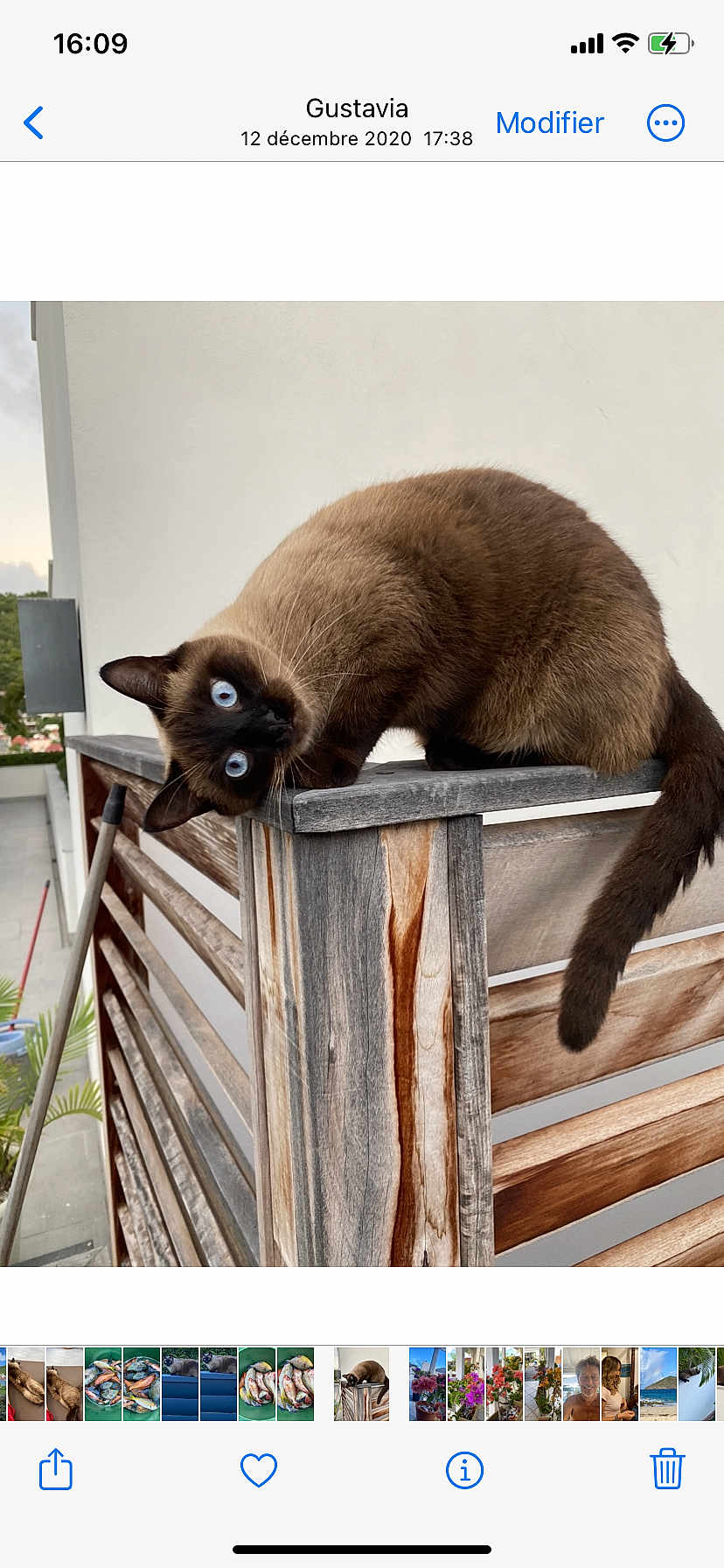 Bouloutte a rejoint le concours — aidez-le/la à gagner de superbes lots ! cat, siamese_cat, blue_eyes, wood, railing, outdoor, curious, pet, animal, balcony, feline, head_tilt, fur, tail, nature, daylight, texture, close_up, domestic_cat, whiskers