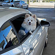 Benjy is registered to the contest to win money with this photo: dog, puppy, white_dog, fluffy, small_dog, pet, animal, car, vehicle, car_window, blue_shirt, sitting, portrait, outdoor, street, sunny, urban, parked_cars, sidewalk, happy