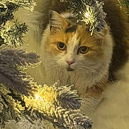 Mia joined the competition — help win amazing prizes! cat, calico, animal, feline, pet, fur, whiskers, face, eyes, pine_branch, snow, frost, lights, holiday, winter, cozy, nature, closeup, soft_light, indoor