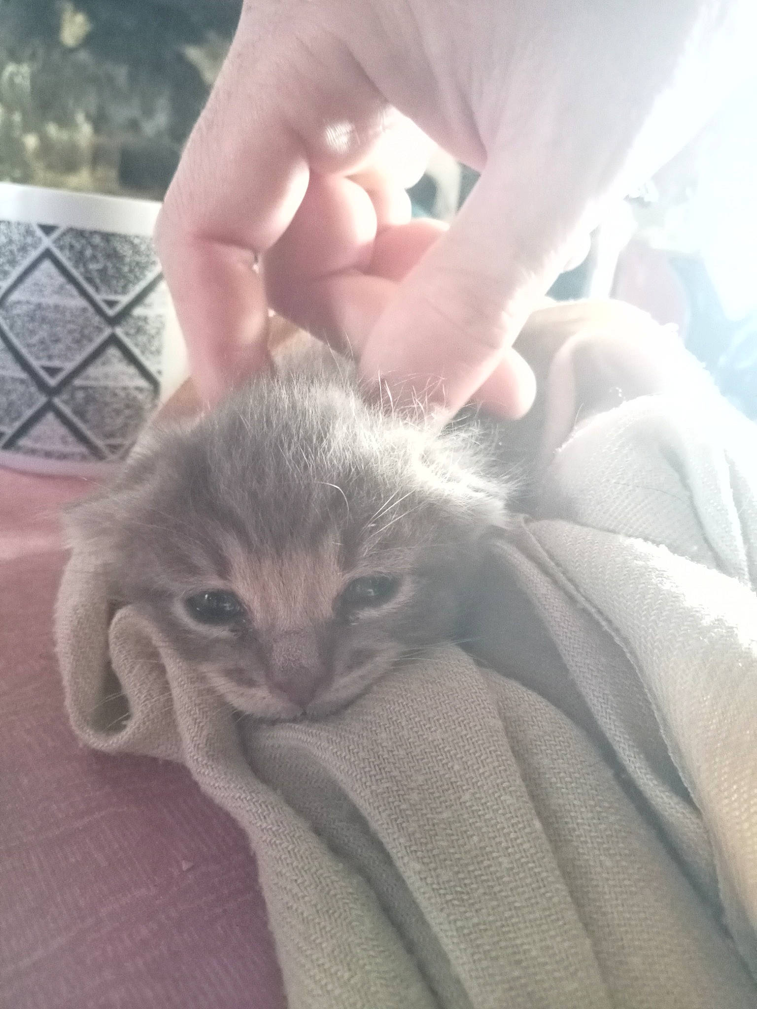 Mewtwo a rejoint le concours — aidez-le/la à gagner de superbes lots ! carnivore, cat, claw, comfort, domestic_short_haired_cat, fawn, felidae, finger, fur, gesture, grey, nail, nap, paw, small_to_medium_sized_cats, snout, thumb, whiskers