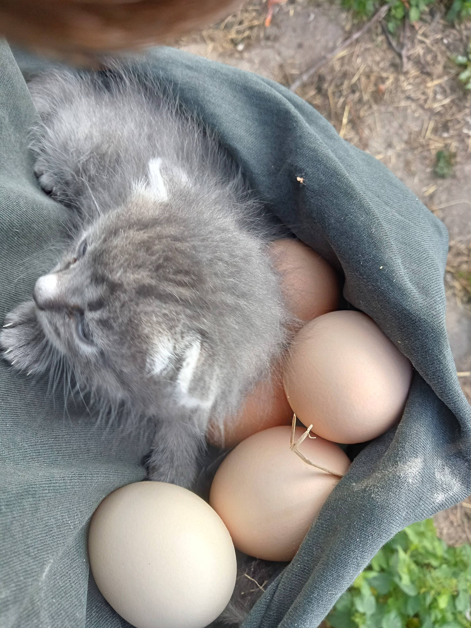 Mewtwo a rejoint le concours — aidez-le/la à gagner de superbes lots ! bowl, british_longhair, carnivore, cat, claw, comfort, domestic_short_haired_cat, egg, felidae, fur, grass, ingredient, paw, small_to_medium_sized_cats, soil, tableware, tail, whiskers, wood