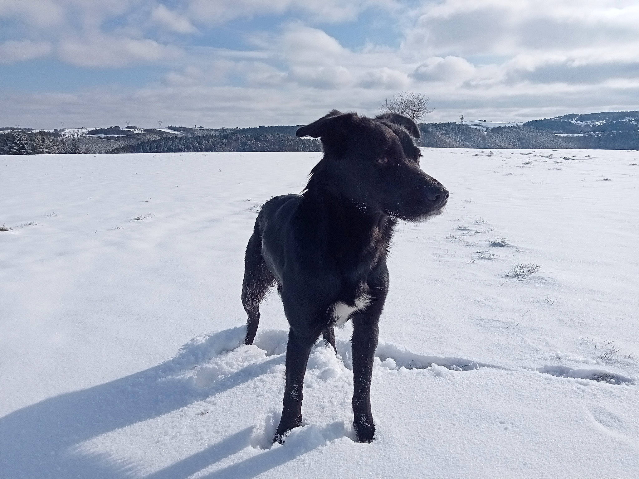 Kalie a rejoint le concours — aidez-le/la à gagner de superbes lots ! borador, canidae, carnivore, cloud, collar, dog, dog_breed, dog_collar, freezing, guard_dog, hunting_dog, non_sporting_group, sky, snout, snow, sporting_group, tail, winter, working_animal, working_dog