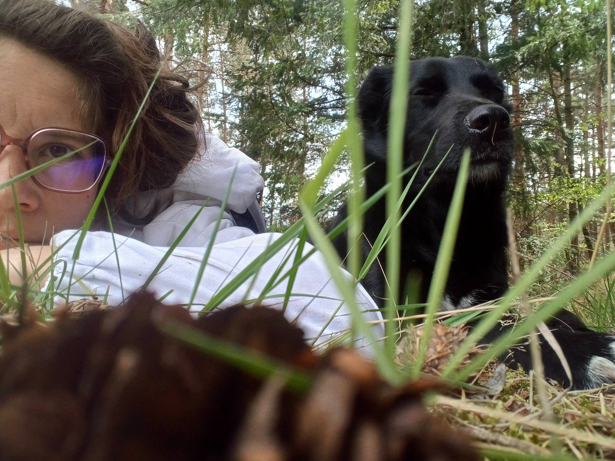 Kalie a rejoint le concours — aidez-le/la à gagner de superbes lots ! adaptation, botany, carnivore, companion_dog, dog, dog_breed, eyewear, forest, grass, happy, liver, organism, people_in_nature, plant, snout, spaniel, sporting_group, terrestrial_animal, tree, working_animal