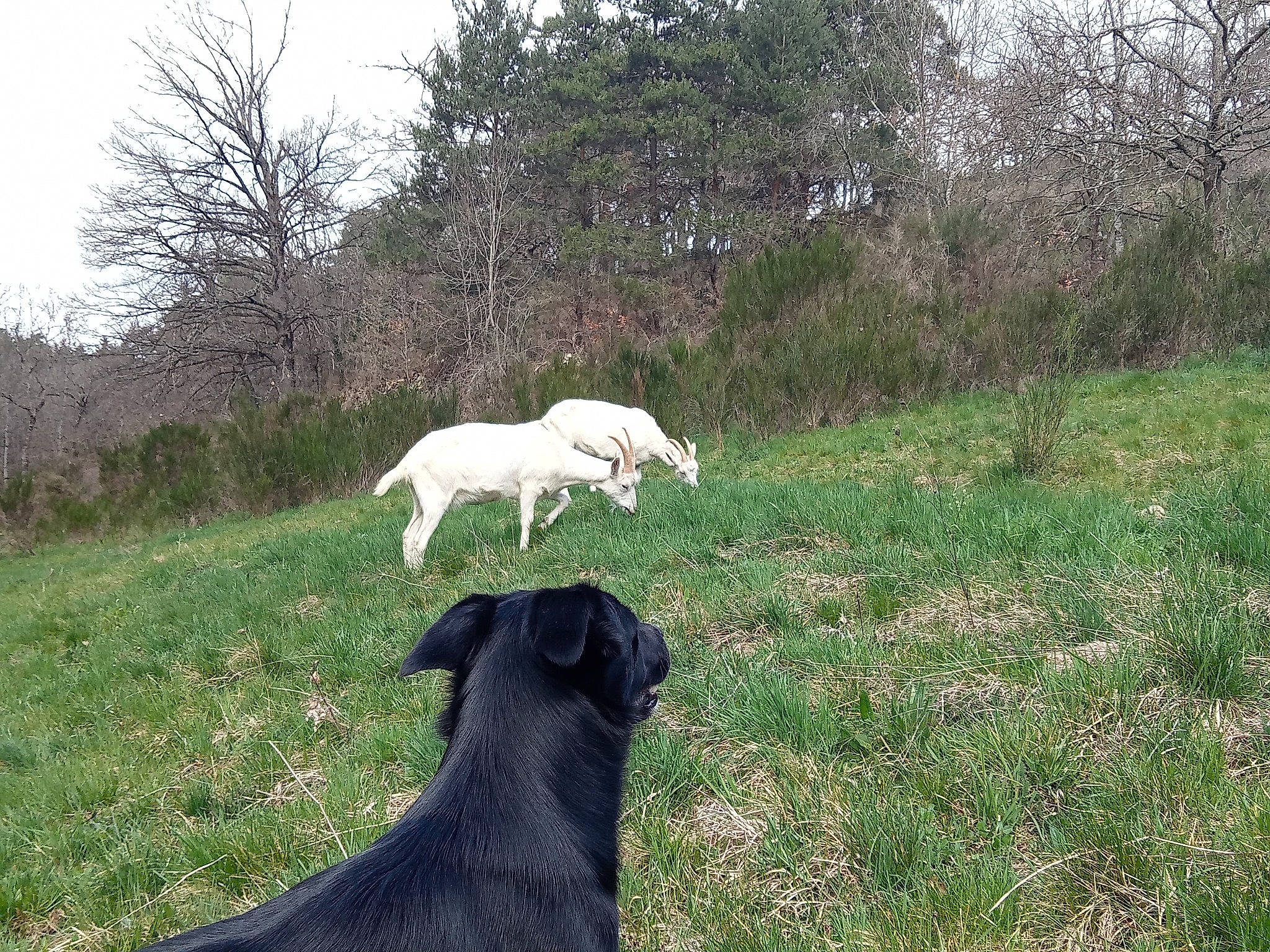 Kalie a rejoint le concours — aidez-le/la à gagner de superbes lots ! canidae, carnivore, companion_dog, dog, dog_breed, fawn, grass, grassland, horse, livestock, meadow, natural_landscape, pasture, plant, sky, snout, sporting_group, terrestrial_animal, tree, working_animal