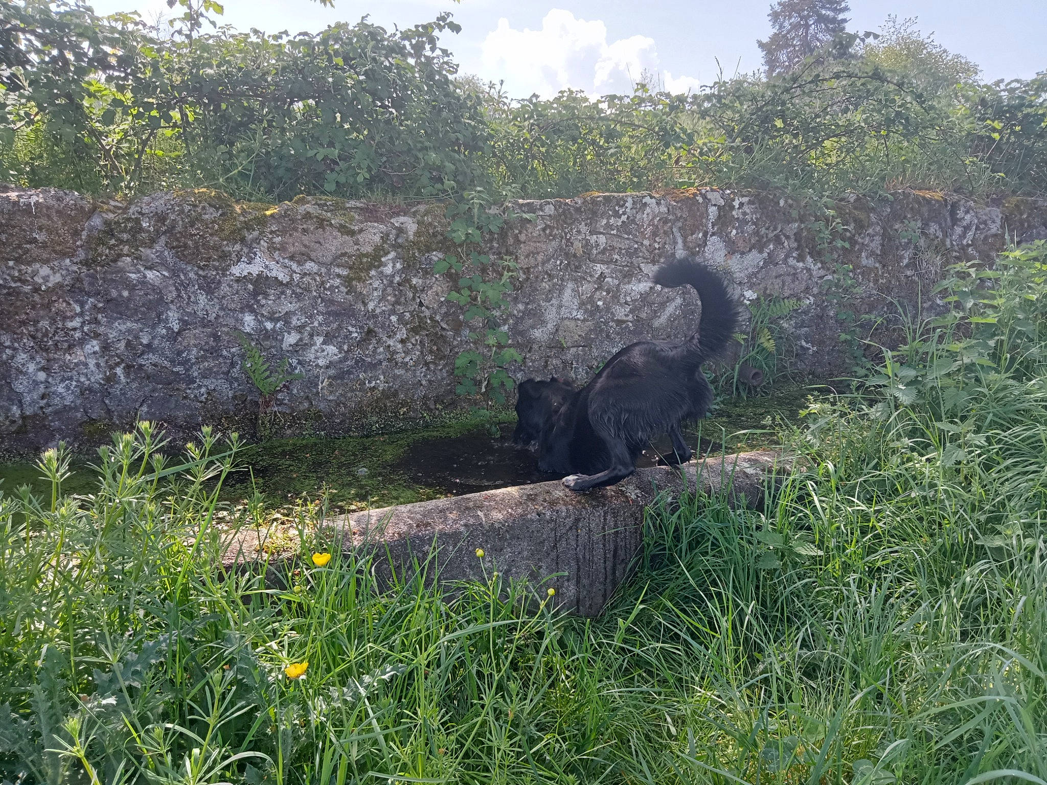 Kalie a rejoint le concours — aidez-le/la à gagner de superbes lots ! cloud, garden, grass, grassland, groundcover, land_lot, landscape, meadow, natural_landscape, nature_reserve, pasture, plant, plant_community, prairie, shrub, sky, soil, terrestrial_animal, tree, wildlife