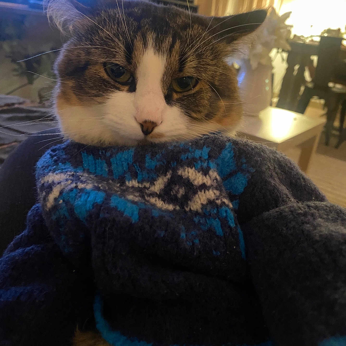 Teddy joined the competition — help win amazing prizes! animal, blanket, cat, clothing, computerhardware, couch, electronics, face, furniture, hardware, head, knitwear, monitor, person, pet, photography, portrait, screen, sweater, tv