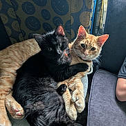 Chester is registered to the contest to win money with this photo: cat, black_cat, ginger_cat, pets, snuggling, cozy, cushion, blanket, smiling_pattern, indoor, feline, animal, curious, collar, window, furniture, relaxing, companionship, paw, cute