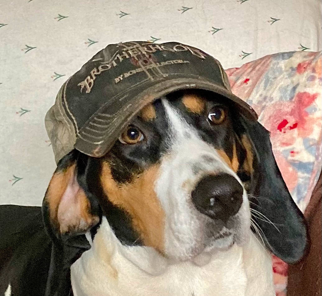 Maybelle is registered to the contest to win money with this photo: canidae, carnivore, collar, companion_dog, dog, dog_breed, drawing, fur, hat, hunting_dog, illustration, personal_protective_equipment, pet_supply, picture_frame, snout, sporting_group, whiskers, working_animal, working_dog