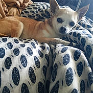 Liu a rejoint le concours — aidez-le/la à gagner de superbes lots ! animal, bed, blanket, blue, chihuahua, comfort, cozy, cute, dog, ears, eyes, fabric, fur, indoor, pattern, pet, relaxed, resting, small_dog, white