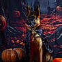 dog, german_shepherd, costume, vampire_cape, halloween, pumpkin, spooky, forest, night, portrait, animal, pet, black_background, orange, ears, fur, sitting, dark, decoration