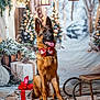Ava a rejoint le concours — aidez-le/la à gagner de superbes lots ! dog, german_shepherd, bow_tie, holiday, christmas, present, gift, sled, lantern, pine_tree, snow, decorations, lights, indoor, portrait, festive, pet, animal, winter, celebration