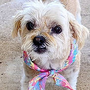 Lilbit is registered to the contest to win money with this photo: adorable, animal, black_nose, colorful, concrete, cute, dog, ears, face, fluffy, friendly, fur, looking_up, outdoor, pastel, pet, scarf, small_dog, standing, tail