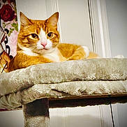 Freya is registered to the contest to win money with this photo: cat, tabby, orange_cat, domestic_cat, pet, cat_tree, plush, indoor, portrait, whiskers, pink_nose, ears, white_markings, resting, cozy, feline, looking_at_camera, gaze, furniture, floral_art