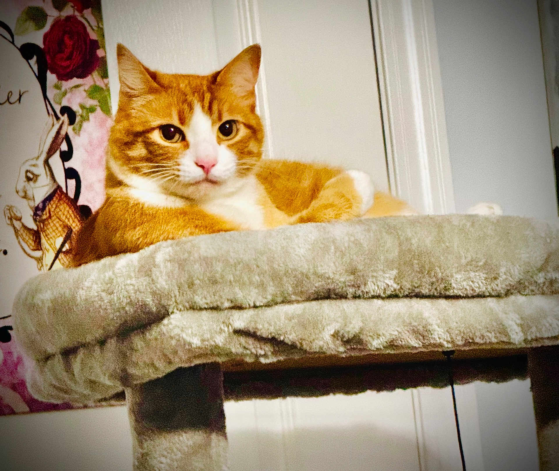 Freya is registered to the contest to win money with this photo: cat, tabby, orange_cat, domestic_cat, pet, cat_tree, plush, indoor, portrait, whiskers, pink_nose, ears, white_markings, resting, cozy, feline, looking_at_camera, gaze, furniture, floral_art