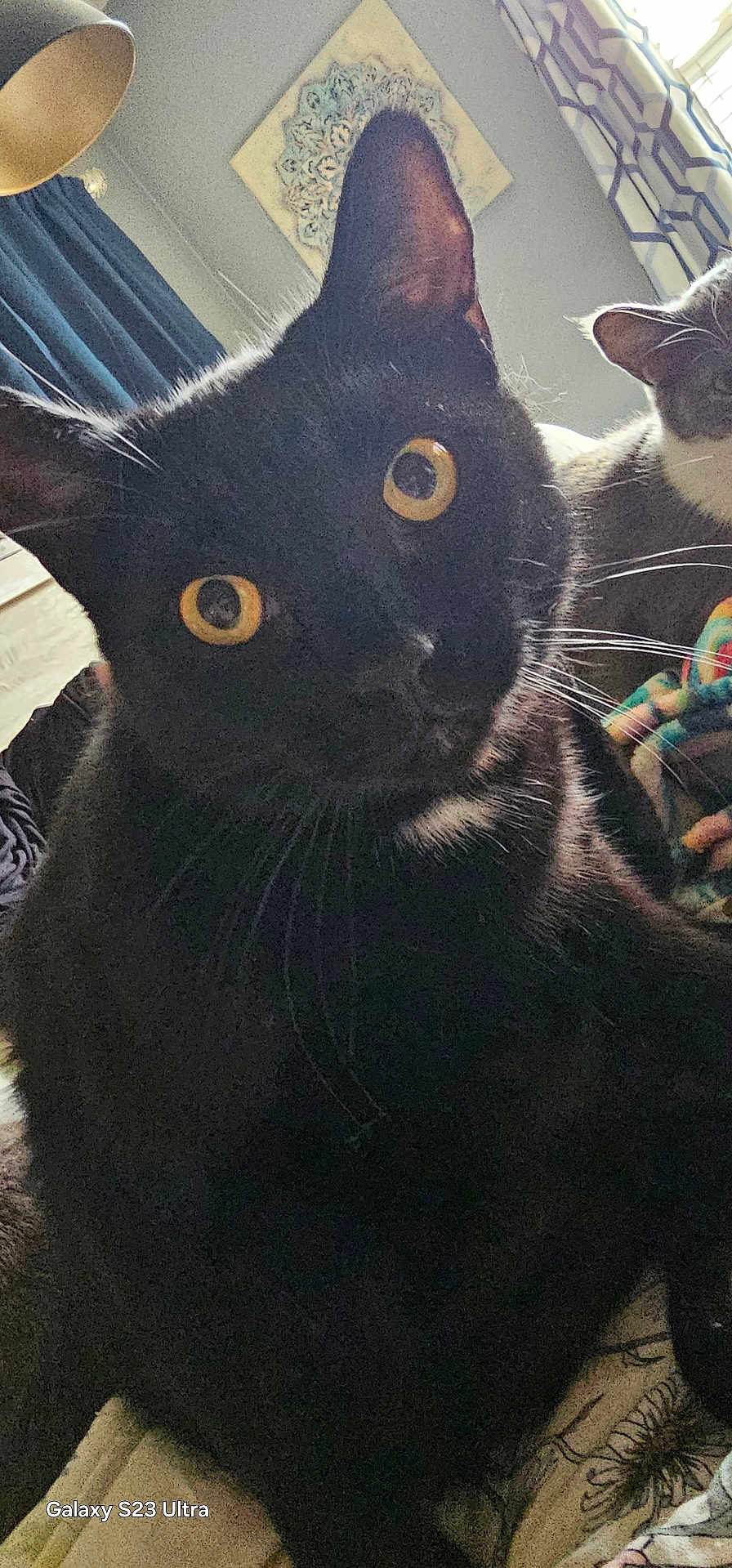 Shakespeare joined the competition — help win amazing prizes! cat, black_cat, feline, pet, yellow_eyes, whiskers, close_up, portrait, indoor, blanket, curtains, lamp, wall_art, cozy, domestic, bed, companion, playful, photobomb, curious