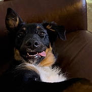 Atlas joined the competition — help win amazing prizes! dog, tongue, couch, brown, pet, animal, fur, black, white, tan, ears, nose, eyes, indoor, relaxed, home, blinds, smile, closeup, cute