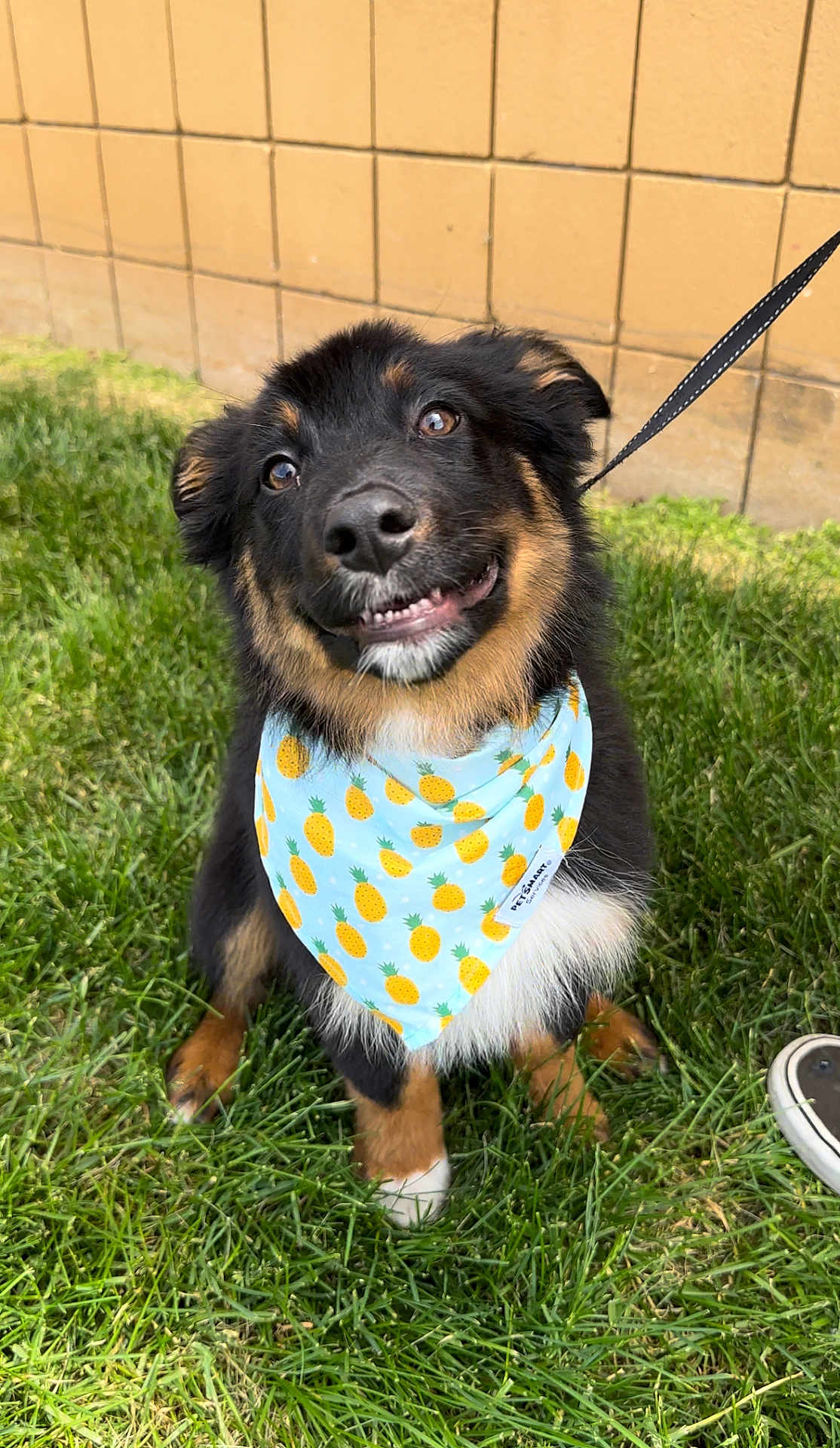 Atlas joined the competition — help win amazing prizes! puppy, dog, bandana, pineapples, grass, outdoor, cute, smiling, pet, animal, black_fur, brown_fur, white_paw, leash, happy, playful, young_dog, closeup, adorable, friendly