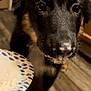 dog, puppy, close_up, black_dog, brown_markings, food, plate, kitchen, floor, curious, pet, animal, indoor, young_dog, nose, whiskers, paper_plate, domestic, cute, waiting
