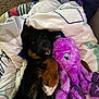 Atlas is registered to the contest to win money with this photo: dog, blanket, plush_toy, purple, stuffed_animal, indoor, cozy, snuggling, pet, canine, fur, paw, resting, cute, comfort, bedroom, sleepy, toy, colorful, relaxed