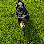 Atlas joined the competition — help win amazing prizes! puppy, dog, grass, running, outdoor, animal, pet, playful, greenery, nature, young, energetic, fur, mammal, canine, sunlight, field, motion, happy, cute