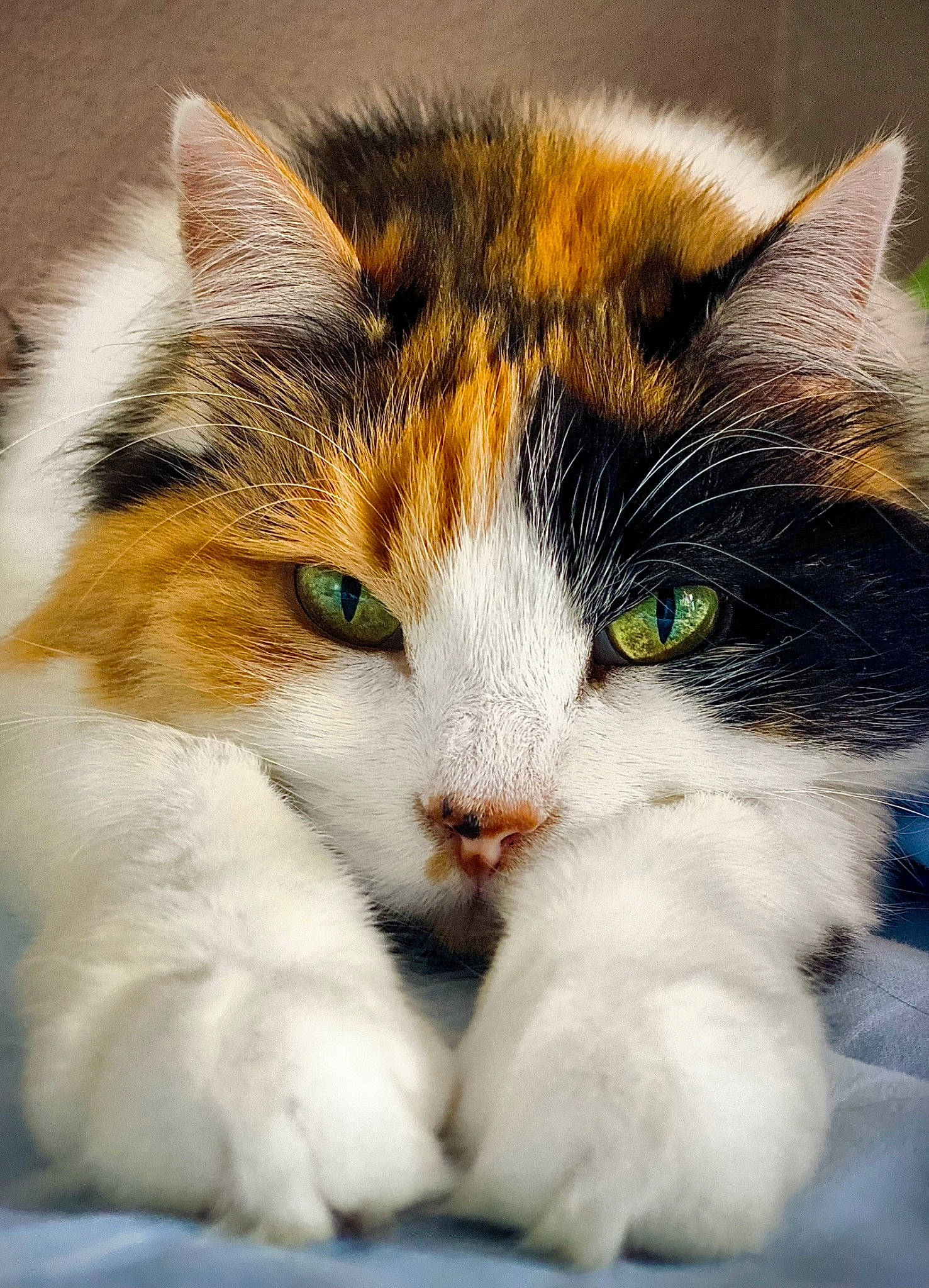 Princesse participe au concours pour gagner de l'argent avec cette photo : carnivore, cat, domestic_short_haired_cat, felidae, fur, paw, science, small_to_medium_sized_cats, snout, tail, terrestrial_animal, whiskers