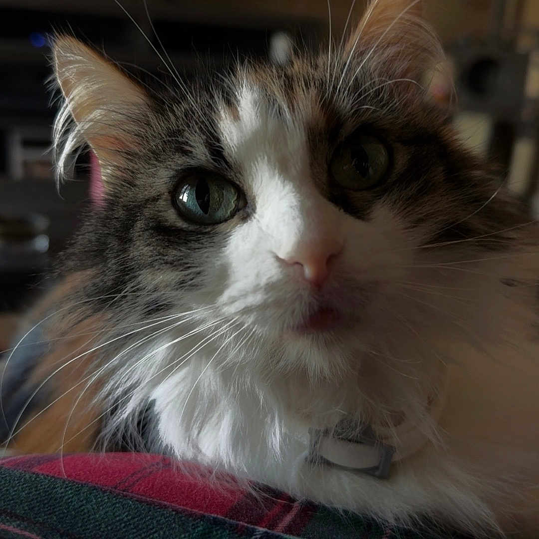 Callie Kitty joined the competition — help win amazing prizes! blurred_background, calm, cat, close_up, collar, cozy, curious, domestic_animal, feline, fluffy, green_eyes, household, indoor, pet, plaid_fabric, resting, soft_light, tabby, whiskers, white_fur