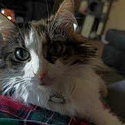 Callie Kitty joined the competition — help win amazing prizes! animal, cat, close_up, collar, comfort, cozy, curious, cute, domestic_animal, feline, fluffy, fur, green_eyes, indoor, living_room, pet, plaid_blanket, resting, soft_focus, whiskers