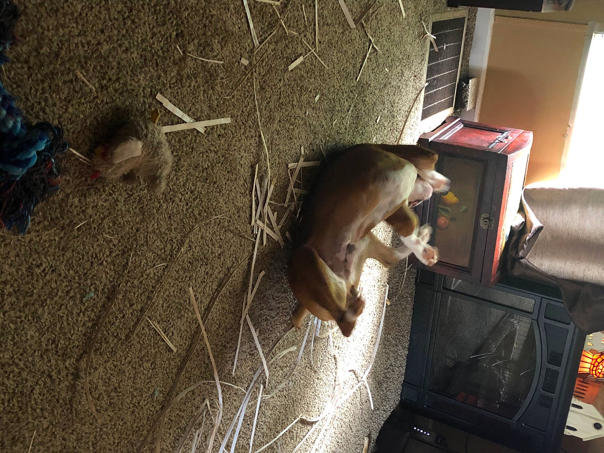 Diesel joined the competition — help win amazing prizes! fawn, tail